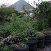 20080903_052409