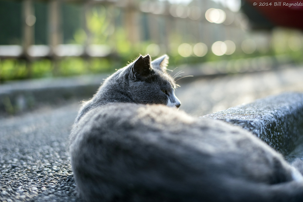 大きな背中②