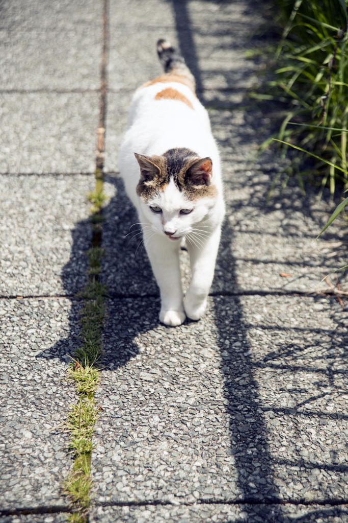 おねだりさん