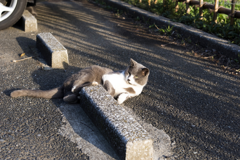 駐車場の番ネコ