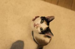 おねだり
