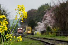 線路際の菜の花