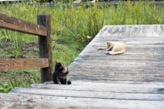 公園の猫
