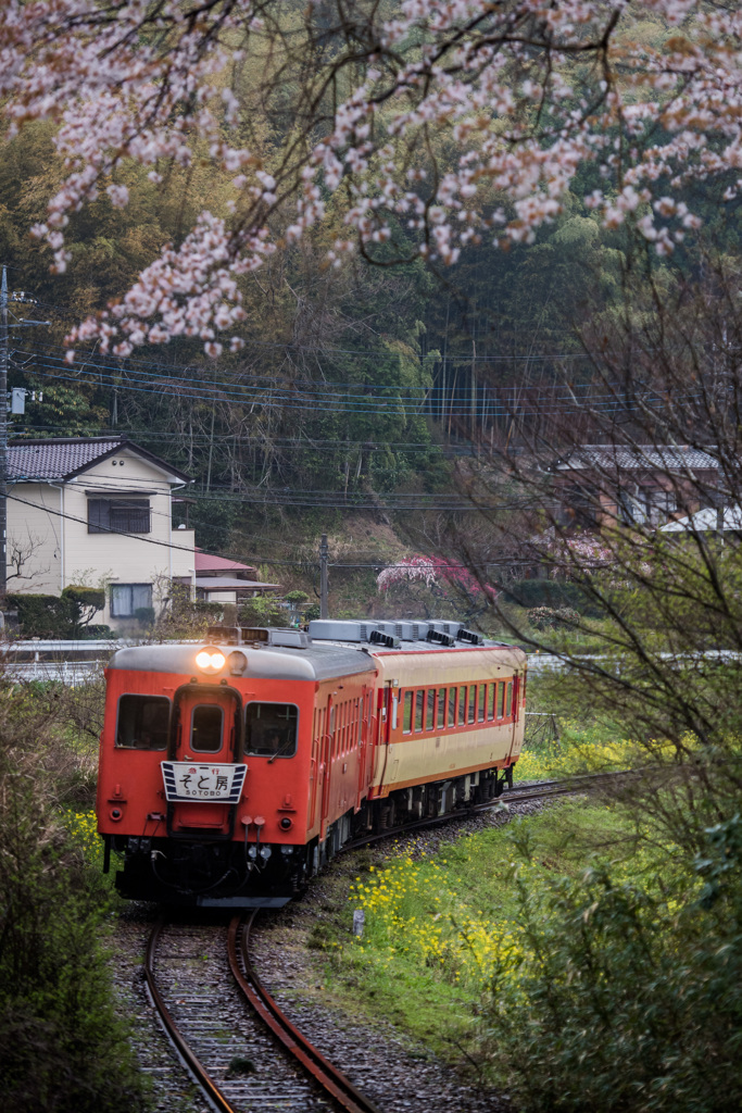 雨の桜と