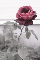 庭の薔薇