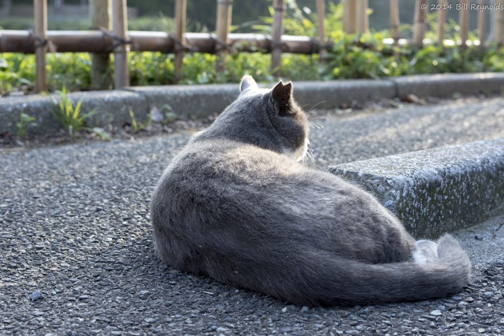 大きな背中