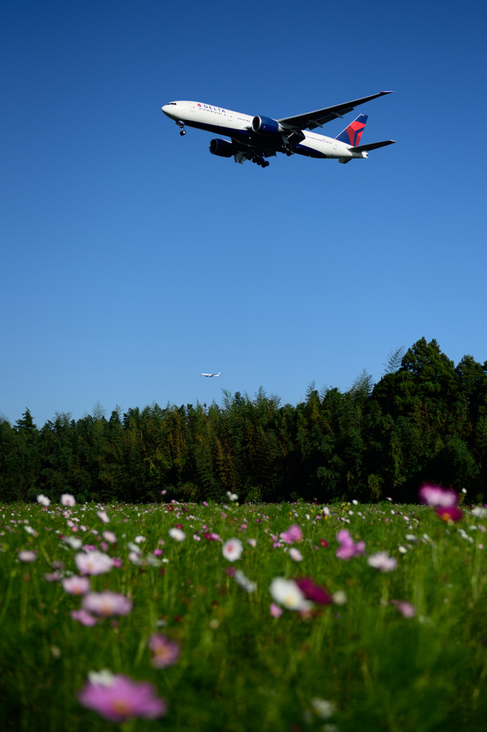 青空と秋の花