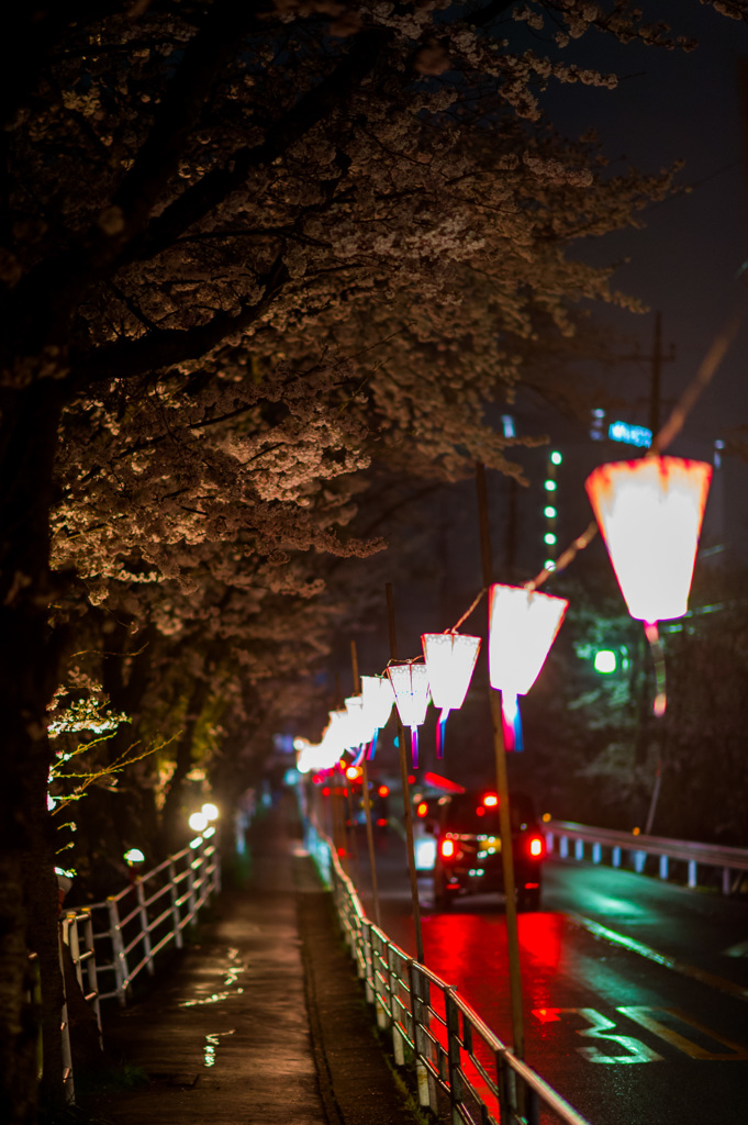 雨の夜桜