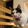 おすわり
