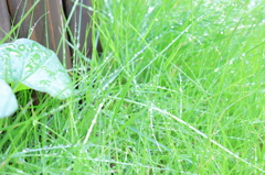 雨上がり