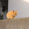 見ないで