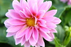 花よりも華の如く
