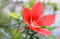 紅