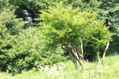 風が吹いていた