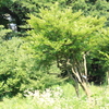 風が吹いていた