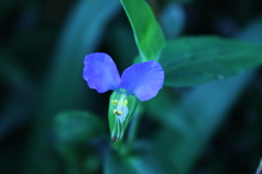 蒼い眠り