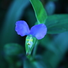 蒼い眠り