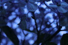 眠れる森