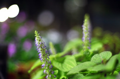 street-side night garden