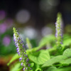 street-side night garden
