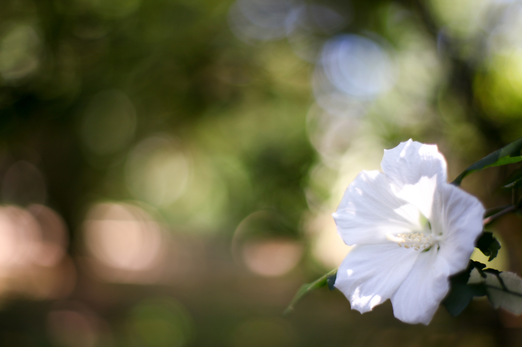 rose of Sharon -木槿-