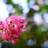 蘆花の華 #1