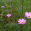 蘆花の華 #2