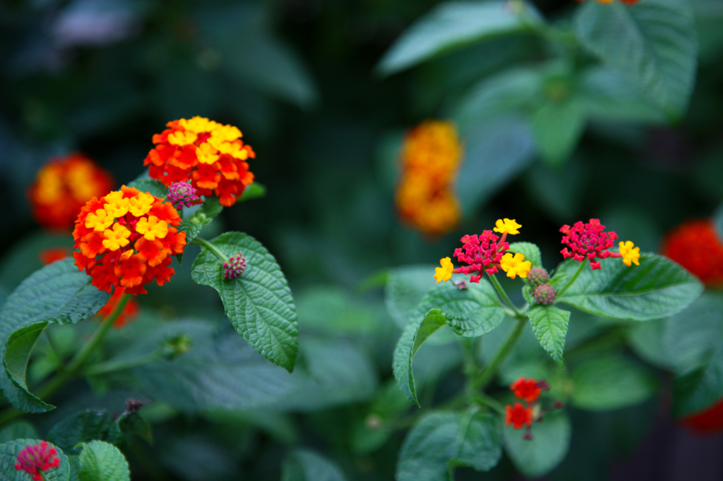 toy flower