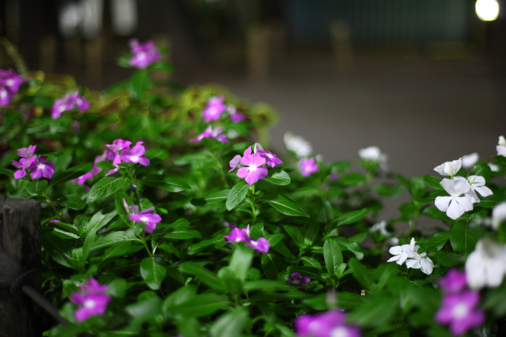 street-side night garden