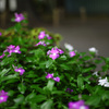 street-side night garden
