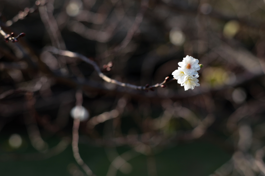 十月桜