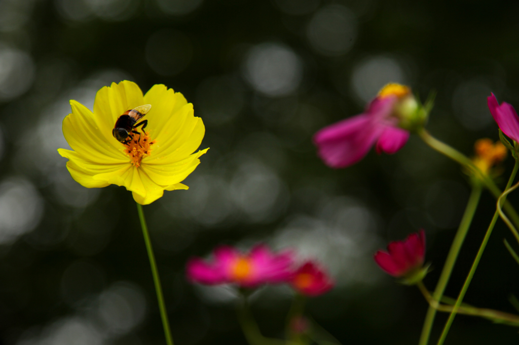 瀬音の花