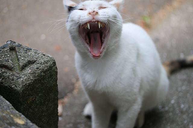 あくび