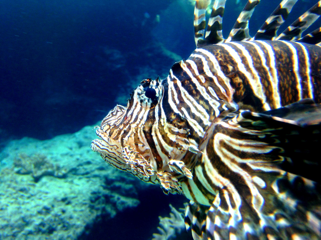 ミノカサゴ（？）