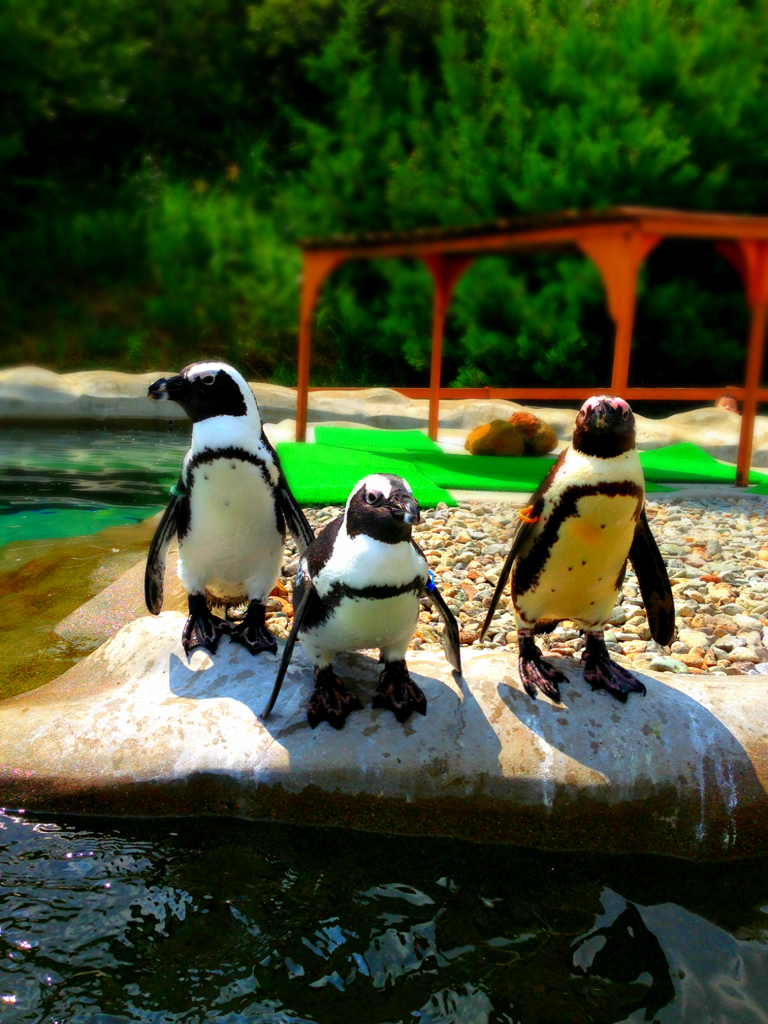 penguins