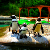 penguins