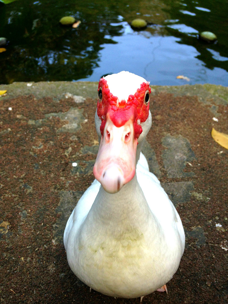 赤ら顔のバリケン