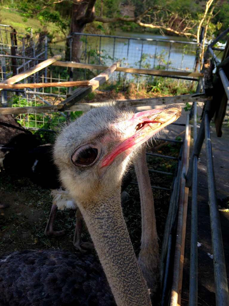 ごはんちょうだい！