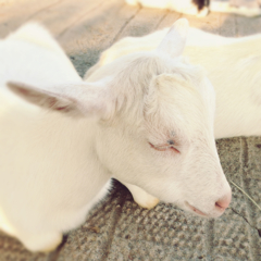 god goat