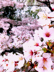 お花見