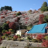 川見四季桜の里