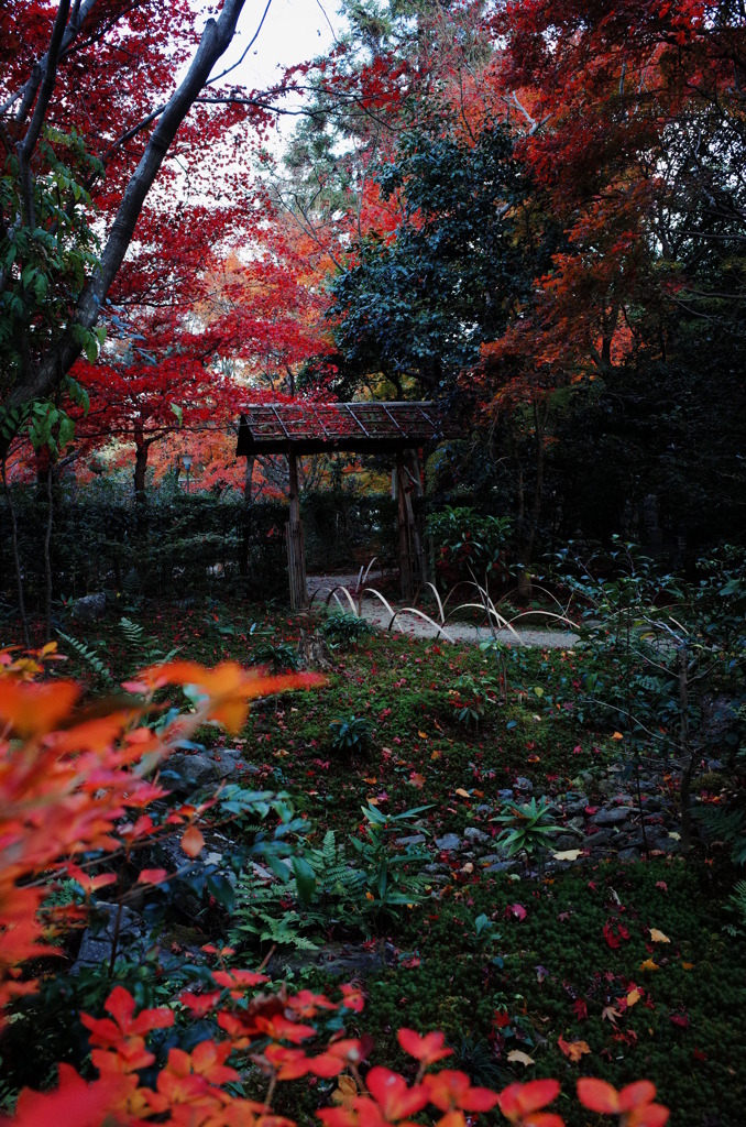 紅葉の先に