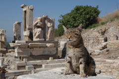エフェソス遺跡と猫