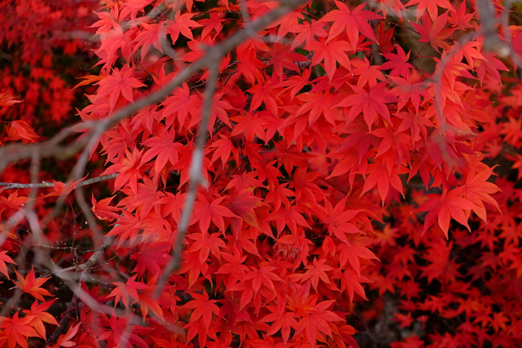 はじめての紅葉撮り