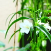 庭の花