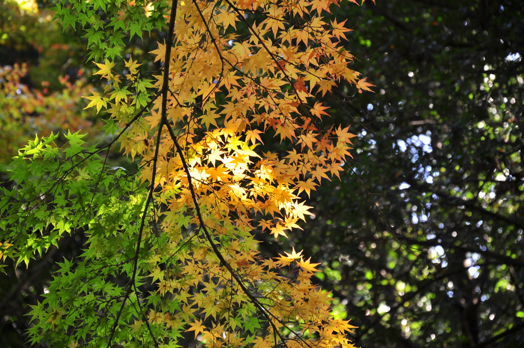 紅葉と日差し