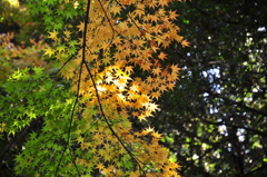 紅葉と日差し