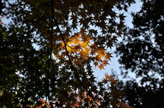 紅葉浅き須磨離宮