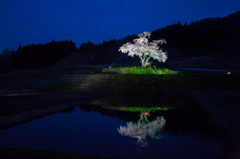 宵桜