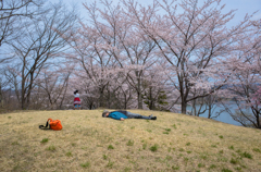 春・桜・のんびり